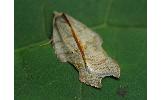 Acleris Acleris