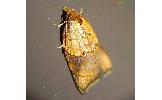 Acleris Acleris