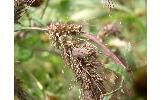 Acleris Acleris