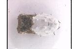 Acleris Acleris