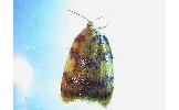 Acleris Acleris