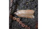 Acleris Acleris