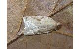 Acleris Acleris