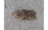 Acleris Acleris