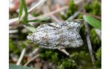 Acleris Acleris