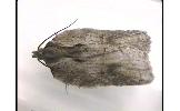 Acleris Acleris