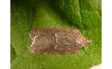 Acleris sp.