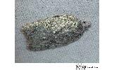 Acleris Acleris