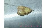 Acleris Acleris