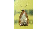 Acleris Acleris