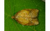 Acleris Acleris