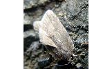 Acleris Acleris