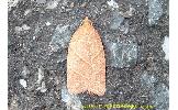 Acleris Acleris