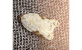 Acleris Acleris