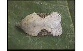 Acleris sp.