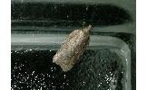 Acleris Acleris