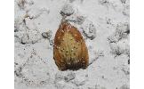 Acleris Acleris