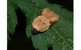 Acleris Acleris