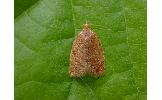 Acleris Acleris