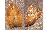 Acleris Acleris