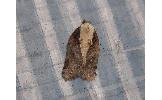 Acleris Acleris