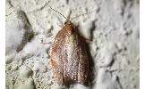 Acleris Acleris