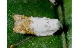 Acleris Acleris