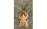 Acleris sp.