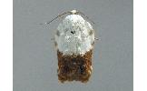 Acleris Acleris