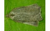 Acleris Acleris