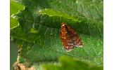 Acleris sp.