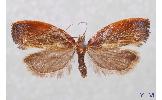 Acleris Acleris