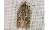 Acleris sp.