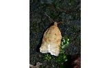 Acleris Acleris