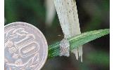 Acleris Acleris