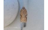 Acleris Acleris