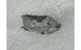 Acleris Acleris