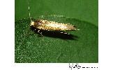 Argyresthia sp.