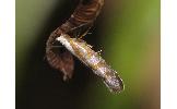 Argyresthia Argyresthia