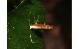 Argyresthia sp.