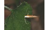 Argyresthia sp.