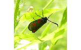 Zygaena niphona niphona